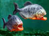 killerfish_piranha.jpg (24932 bytes)